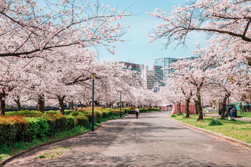 cherry blossoms Osaka 