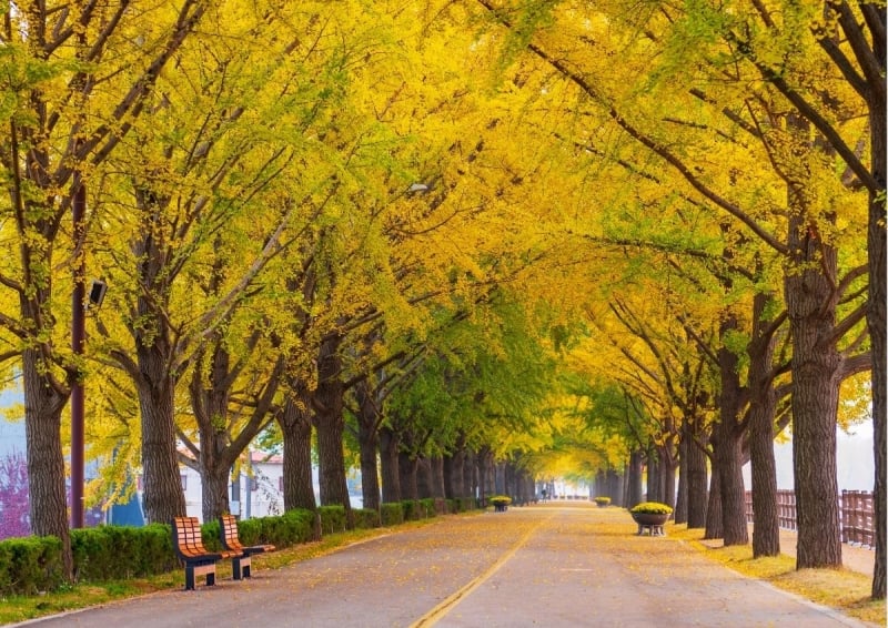 Fall foliage in south korea 2024