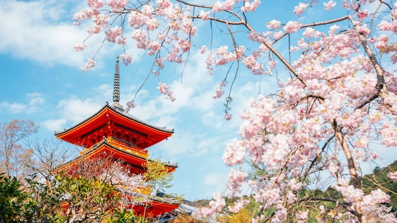 cherry blossom in kyoto