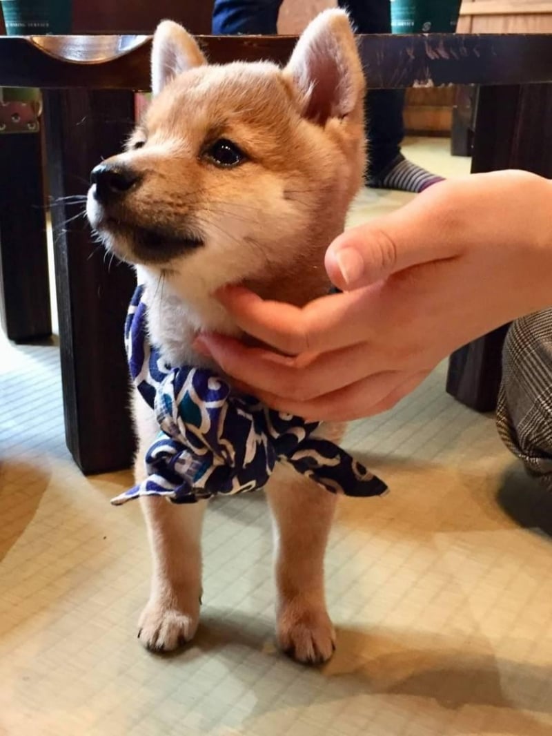 A First Timers Guide To Harajukus Mame Shiba Café