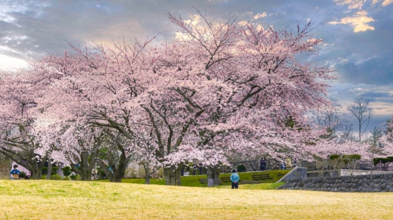 cherry blossom japan 2023: Hokkaido