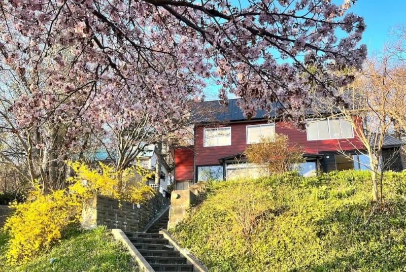 sunny airbnb cherry blossom 