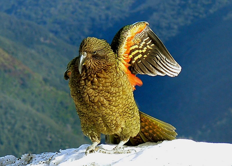 Kea Parrot in New Zealand 