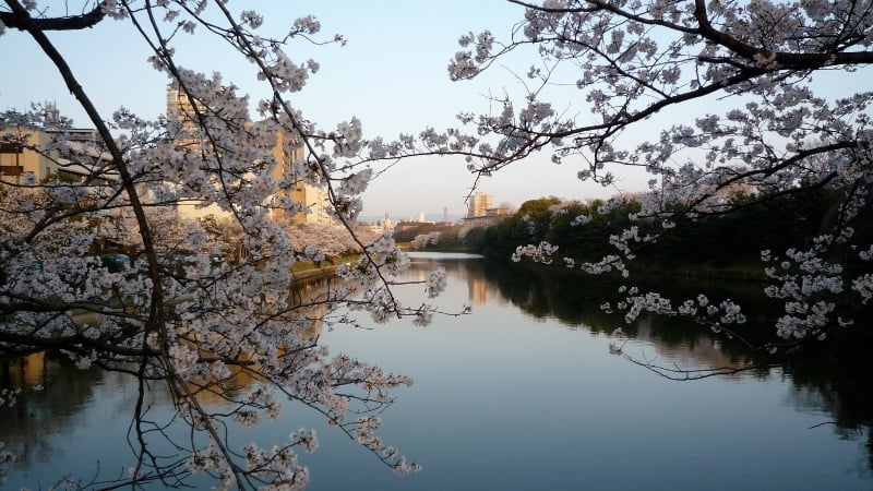 cherry blossom in fukuoka