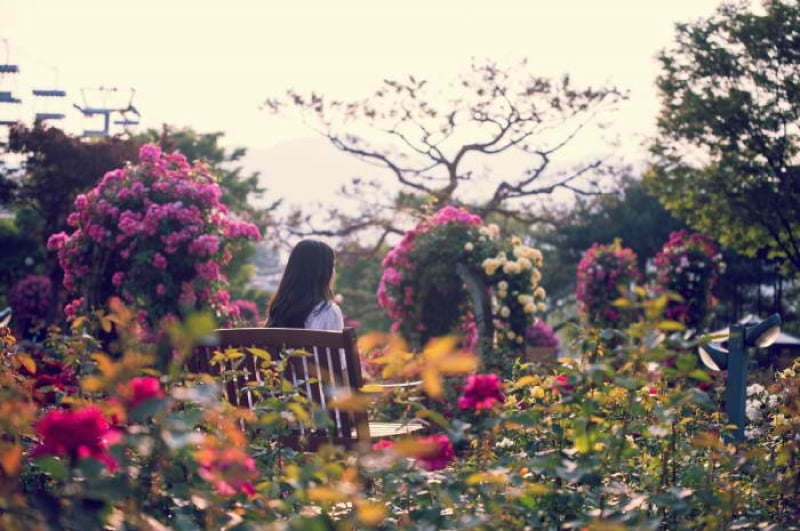 SEOUL GRAND PARK ROSE FESTIVAL