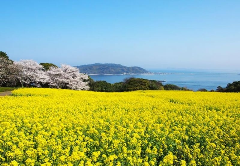 nokonoshima Island Park 