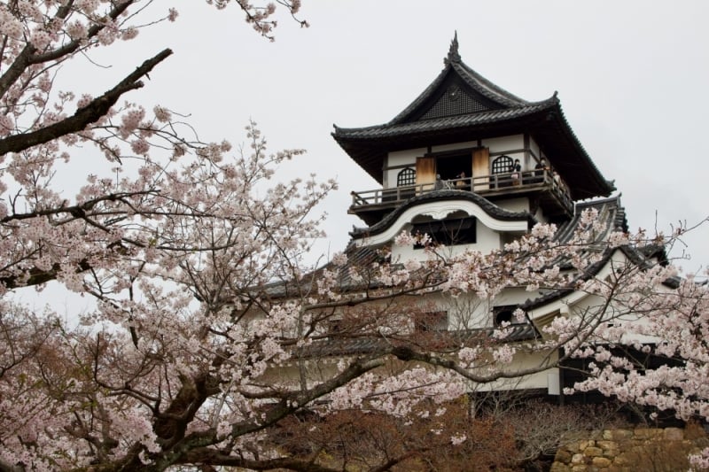 cherry blossom japan 2023: aichi