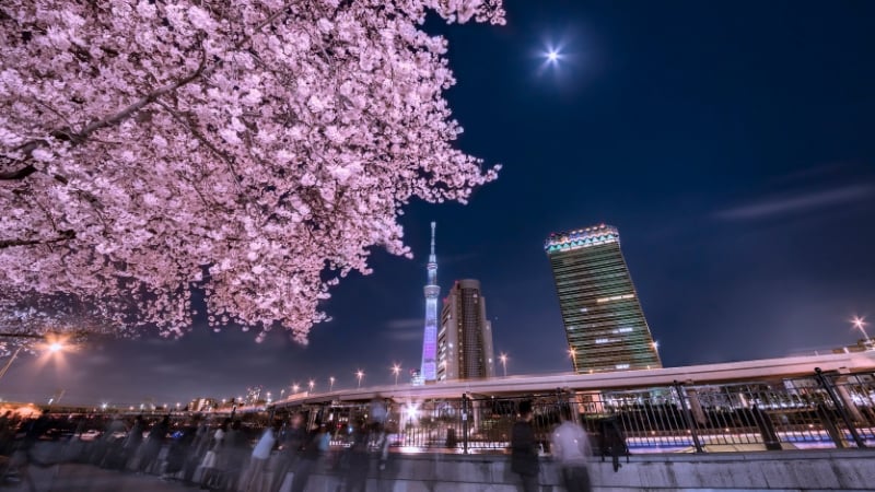 cherry blossom in tokyo