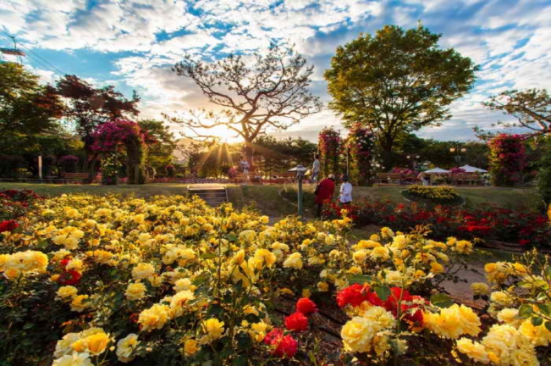 Seoul Grand Park Rose Festival