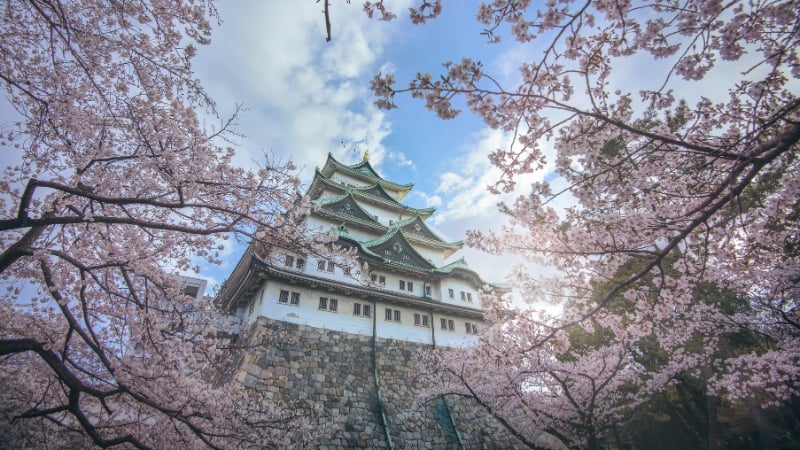 cherry blossom in nagoya