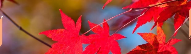 Fall - Winter Collection of Flying Fares to Europe with Air France
