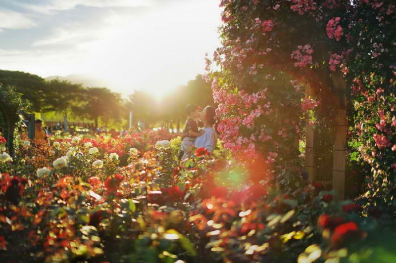 Seoul Grand Park Rose Festival