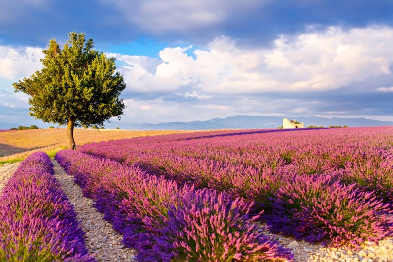 Lavender Fields in Provence, France 