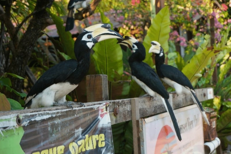 top pangkor attractions - hornbill feedings