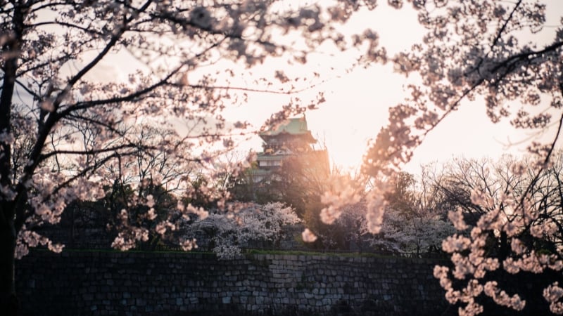 cherry blossom in osaka