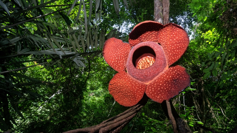 rafflesia