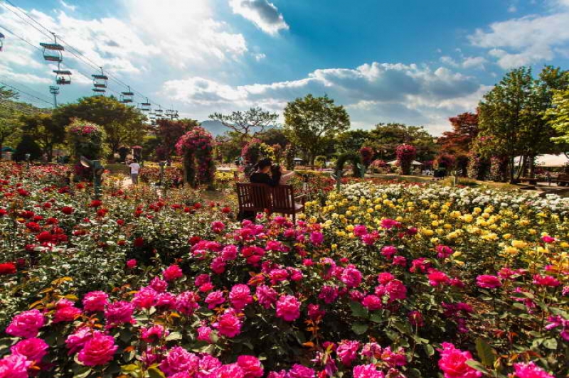 Seoul Grand Park Rose Festival