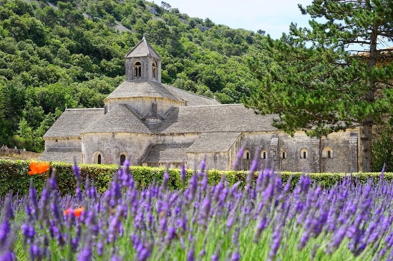 Provence Lavender