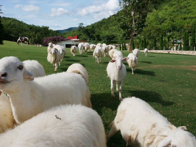 Swiss Sheep Farm, Hua Hin 