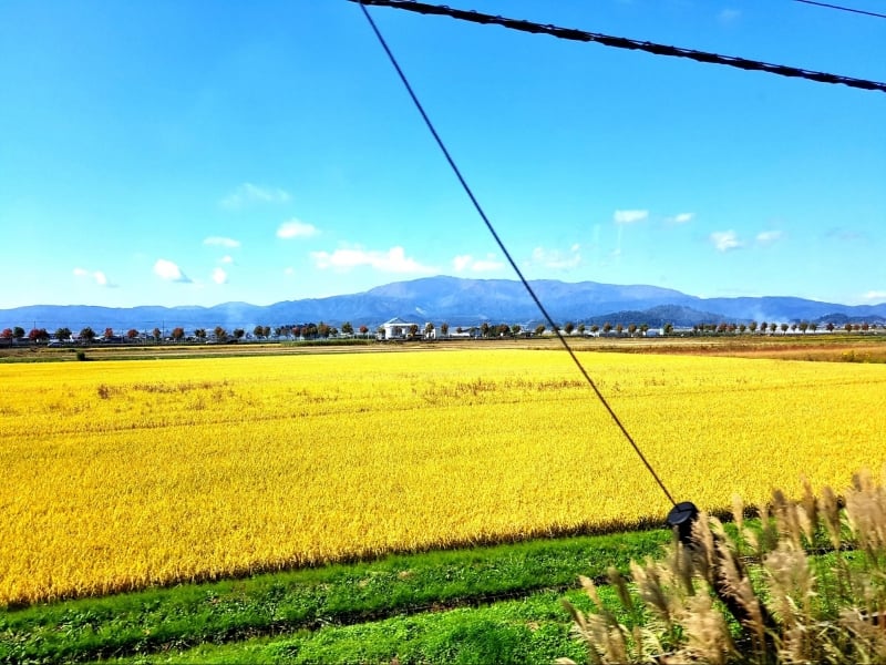 views of yellow rice fields from toreiyu tsubasa joyful train