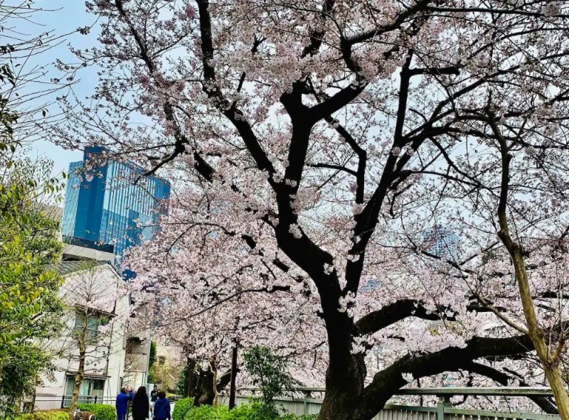 homey airbnb cherry blossom backyard