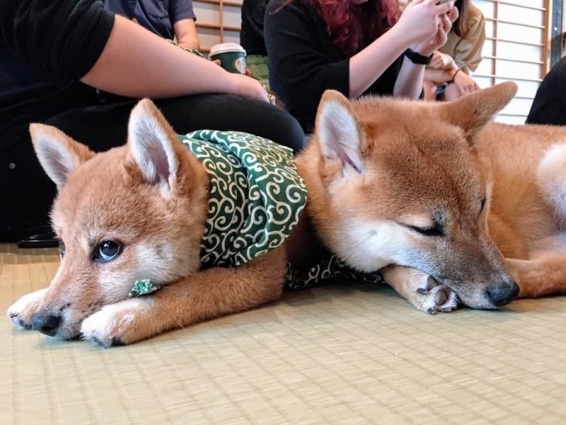 A First Timers Guide To Harajukus Mame Shiba Café