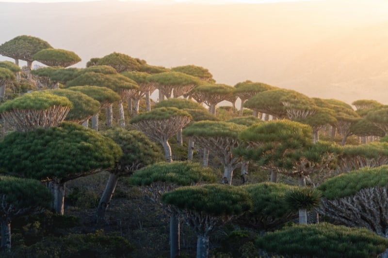 Dragon's blood trees on Socotra Island, Yemen strangest places in the world