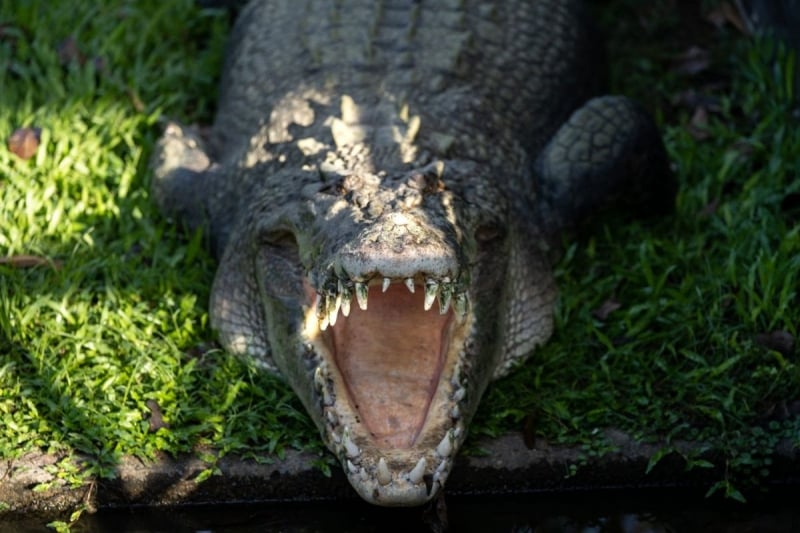 crocodylus park northern territory