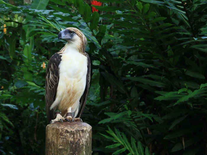 The Philippine Eagle Center