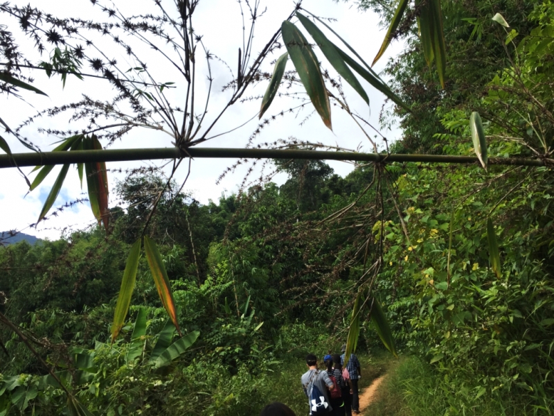 jungle trekking cameron highlands