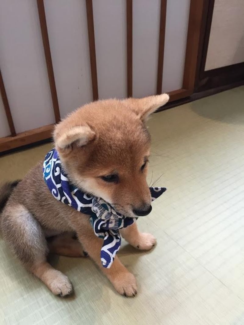 A First Timers Guide To Harajukus Mame Shiba Café