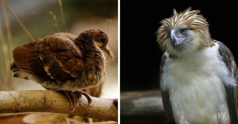 jurong bird park close