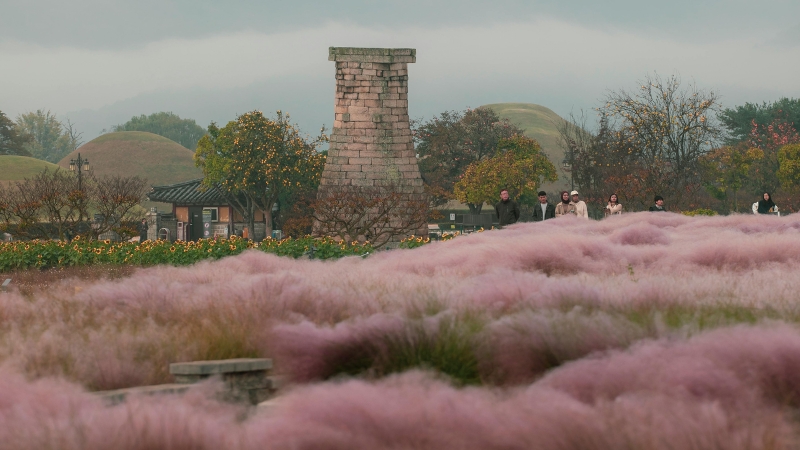 pink grass south korea