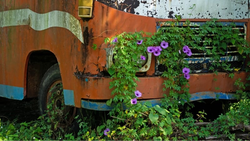 abandoned bus