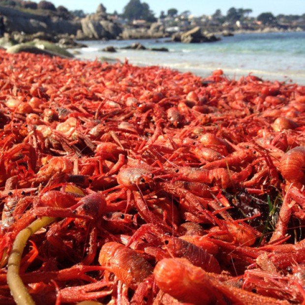 monterey bay pelagic red crabs