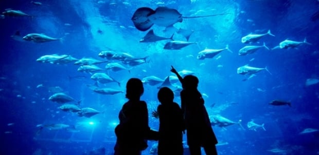 Mastercard Exclusive: S.E.A. Aquarium Adult One-Day Ticket + Blue Mini Octopus Plush at SGD36