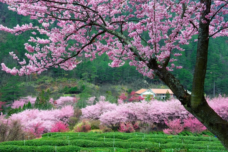 best places to see cherry blossoms