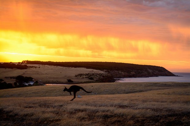 kangaroo island