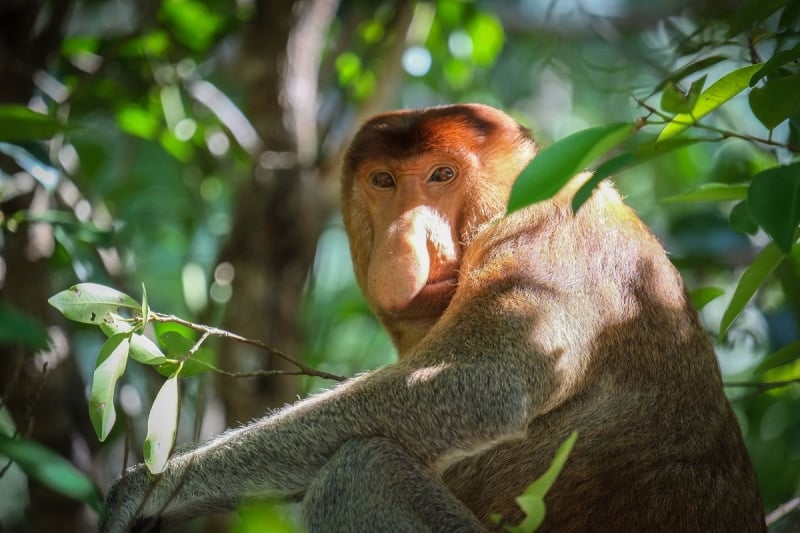proboscis monkey at sarawak