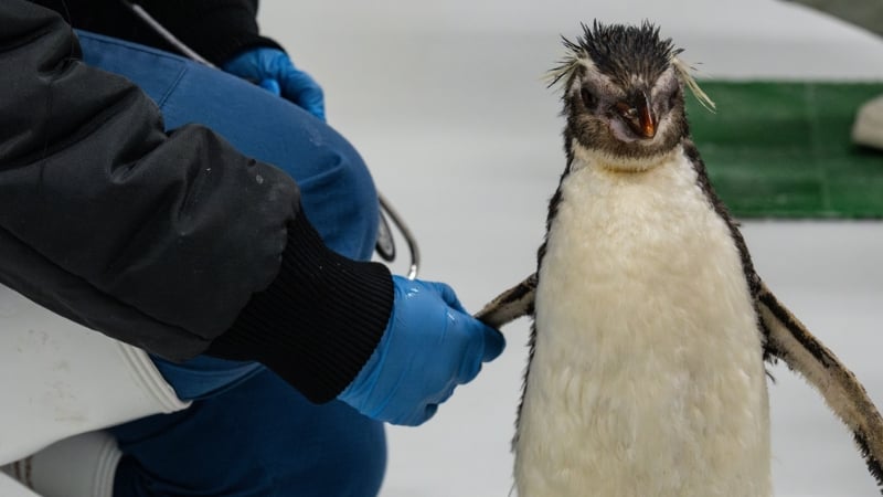 pascale the northern rockhopper penguin, the new resident of bird paradise