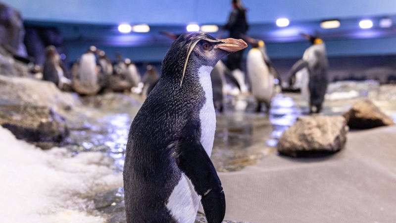 pierre the northern rockhopper penguin