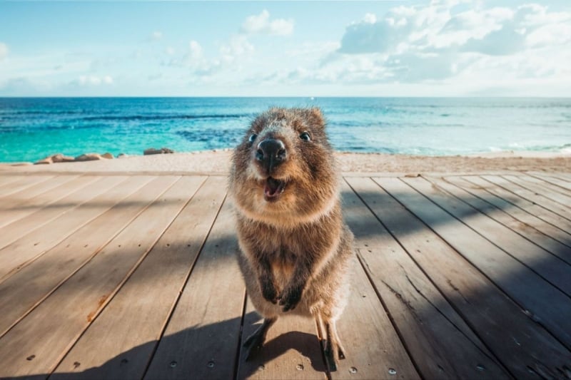 rottnest island australia