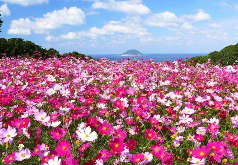 nokonoshima Island Park 