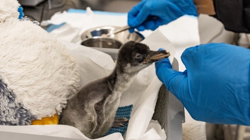 one of the two gentoo penguin chicks that recently hatched at bird paradise