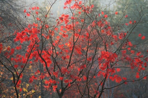 red autumn leaves