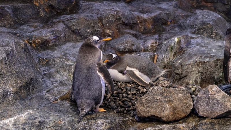 riki and peach, the new parents of the two gentoo chicks