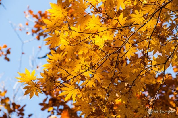 yellow leaves of autumn