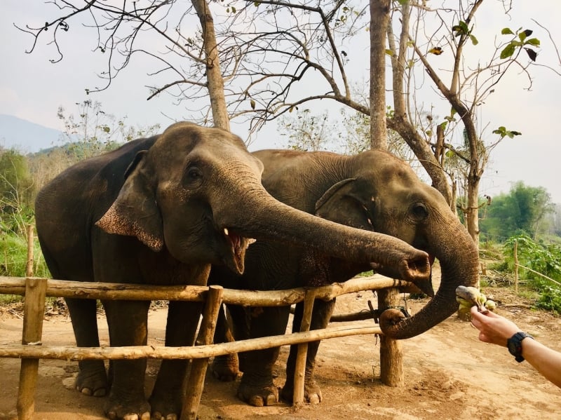 MandaLao Elephant Conservation