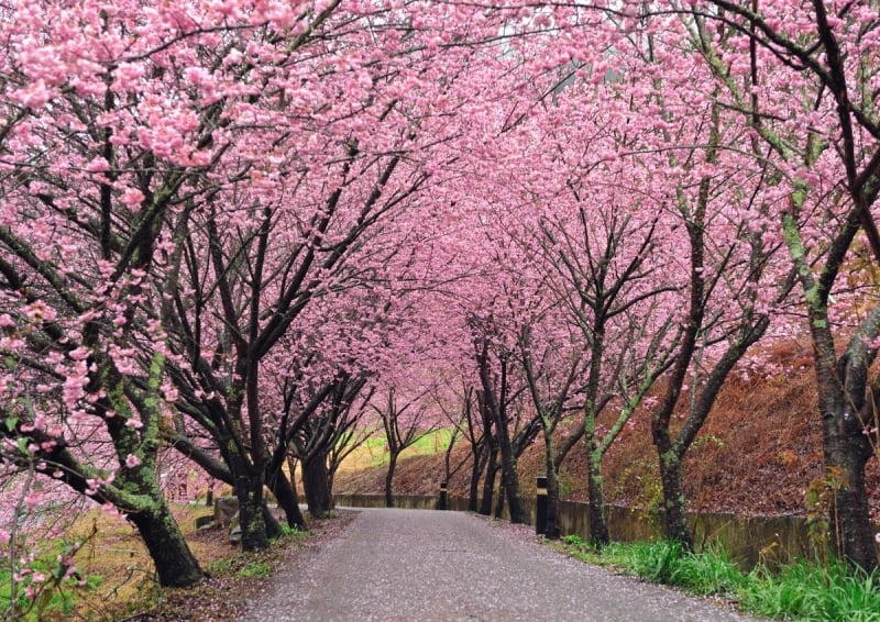 Wuling Farm Taichung cherry blossoms