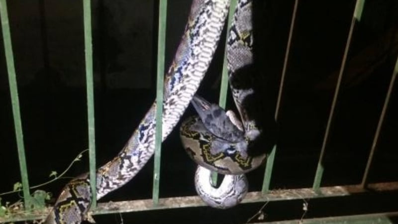 snake eating a bird in singapore